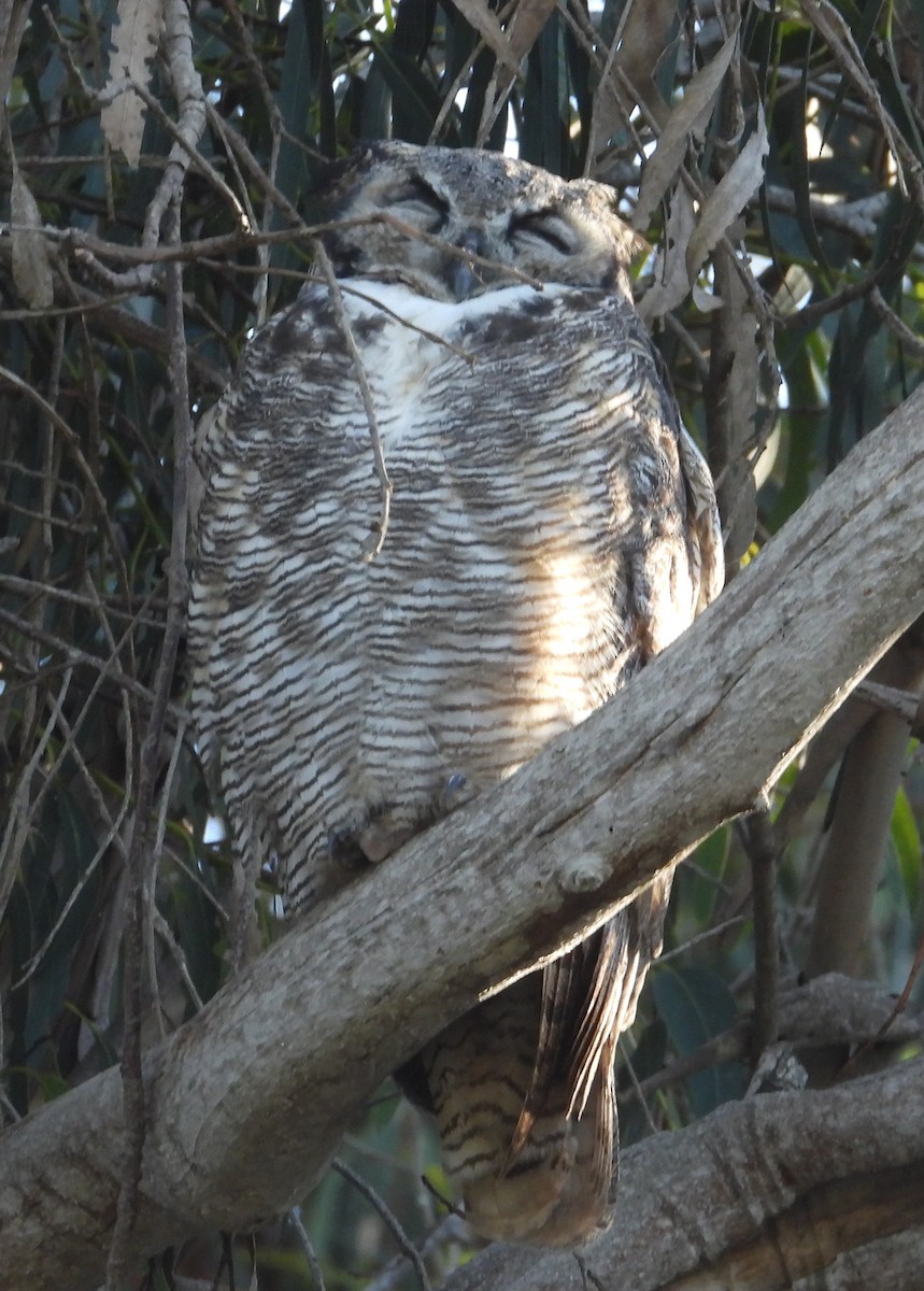 Great Horned Owl - ML486770051