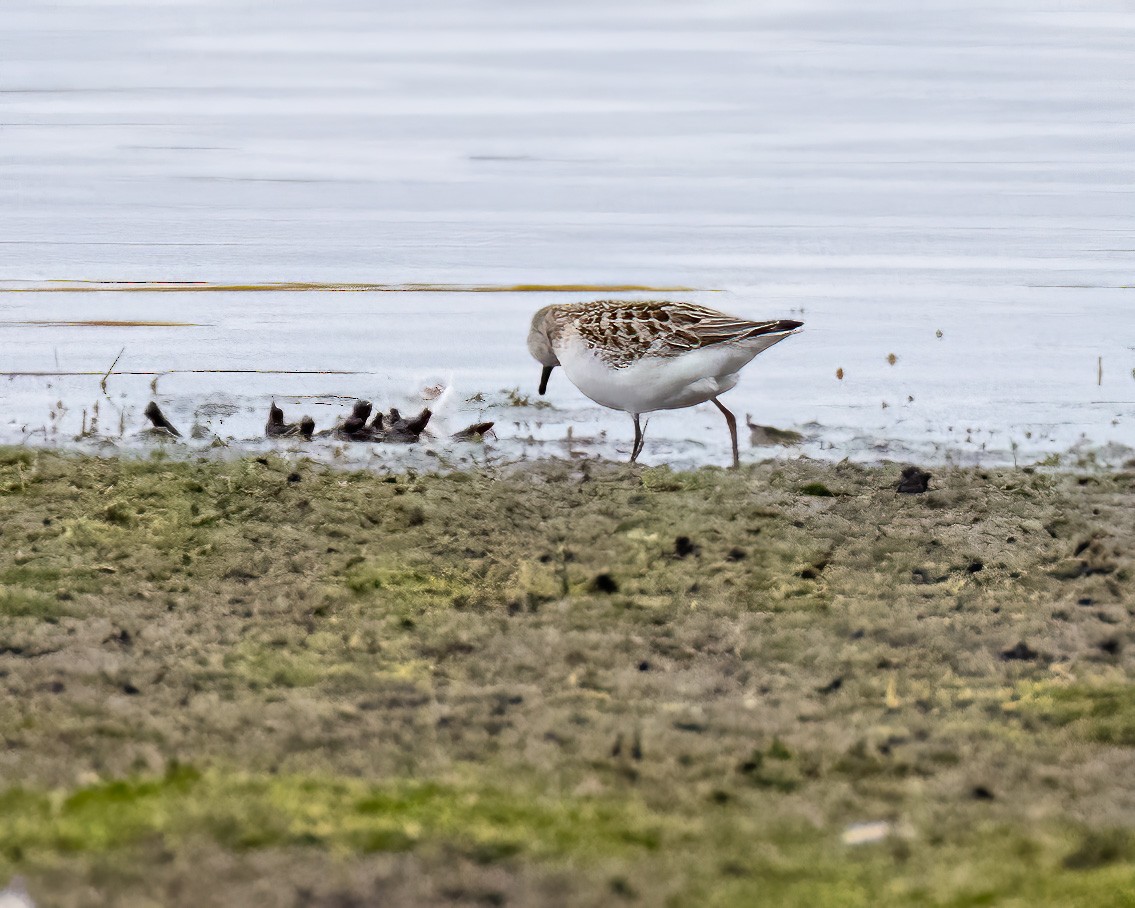 Semipalmated Sandpiper - ML486770061