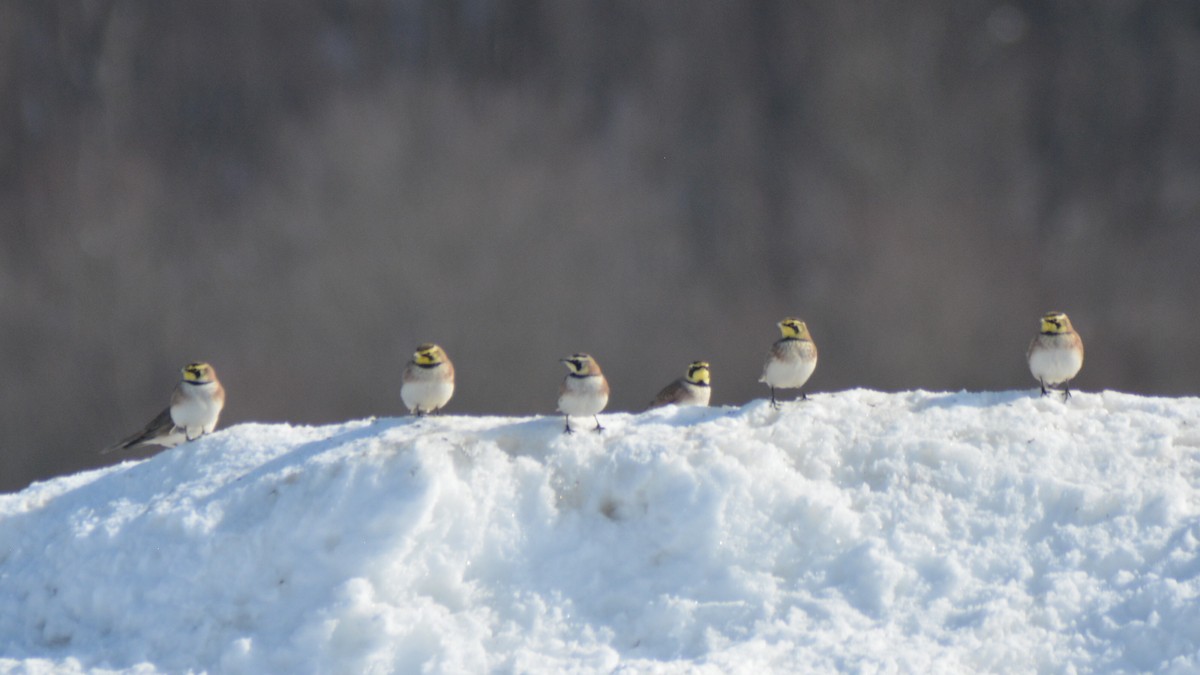 Horned Lark - ML48677021