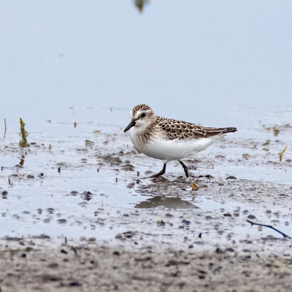 Semipalmated Sandpiper - ML486770261