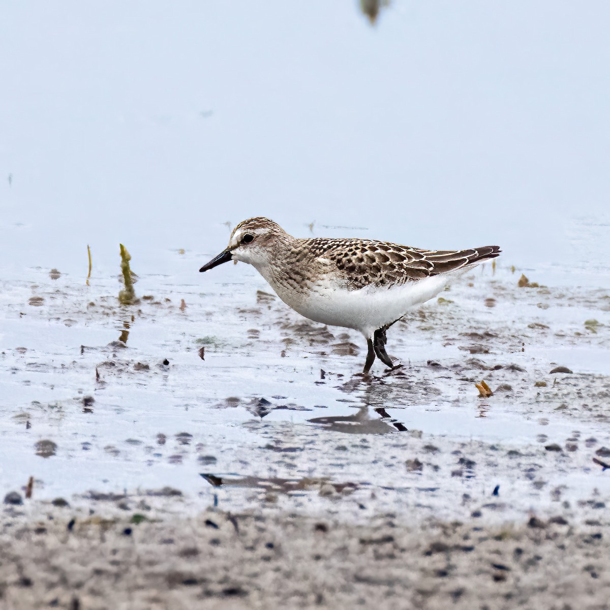 Semipalmated Sandpiper - ML486770341