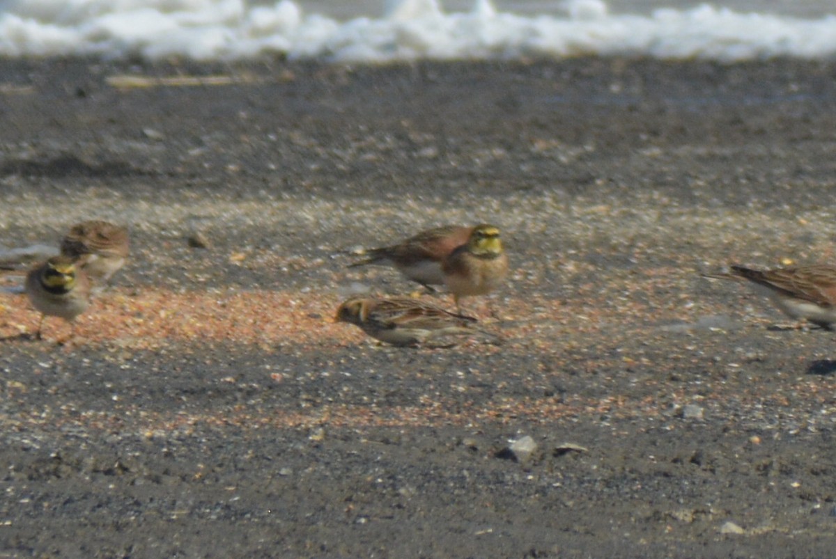Lapland Longspur - ML48677091