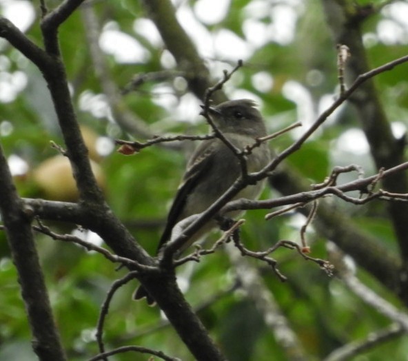 Western Wood-Pewee - ML486771261