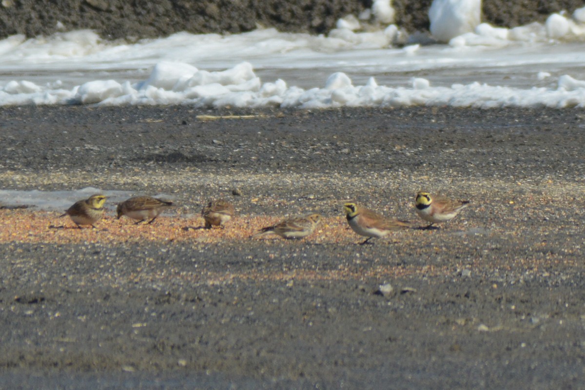 Lapland Longspur - ML48677191