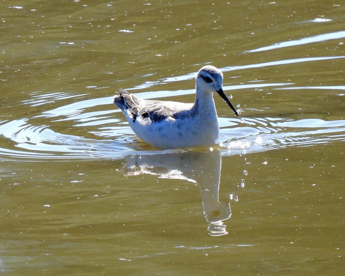 Wilson's Phalarope - ML486774651