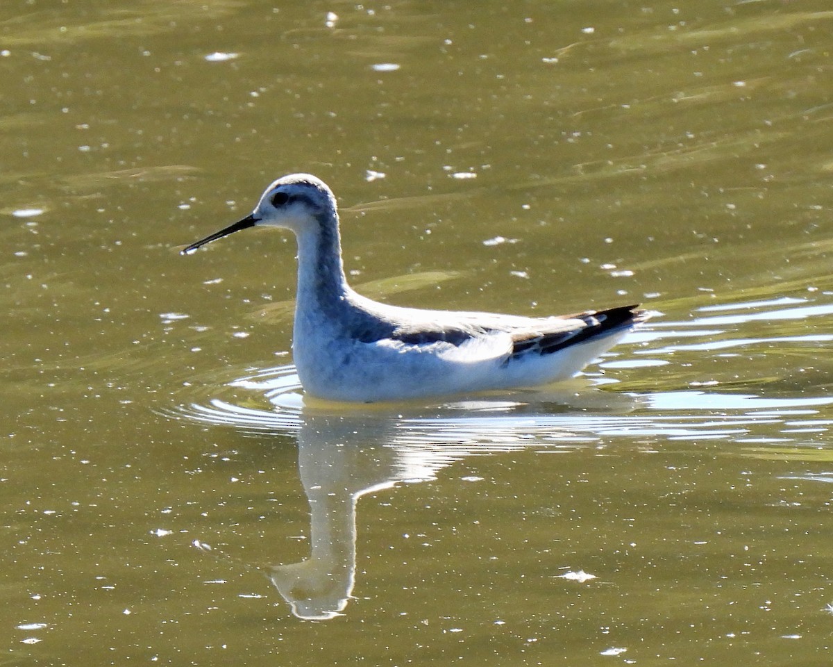 Wilson's Phalarope - ML486774661