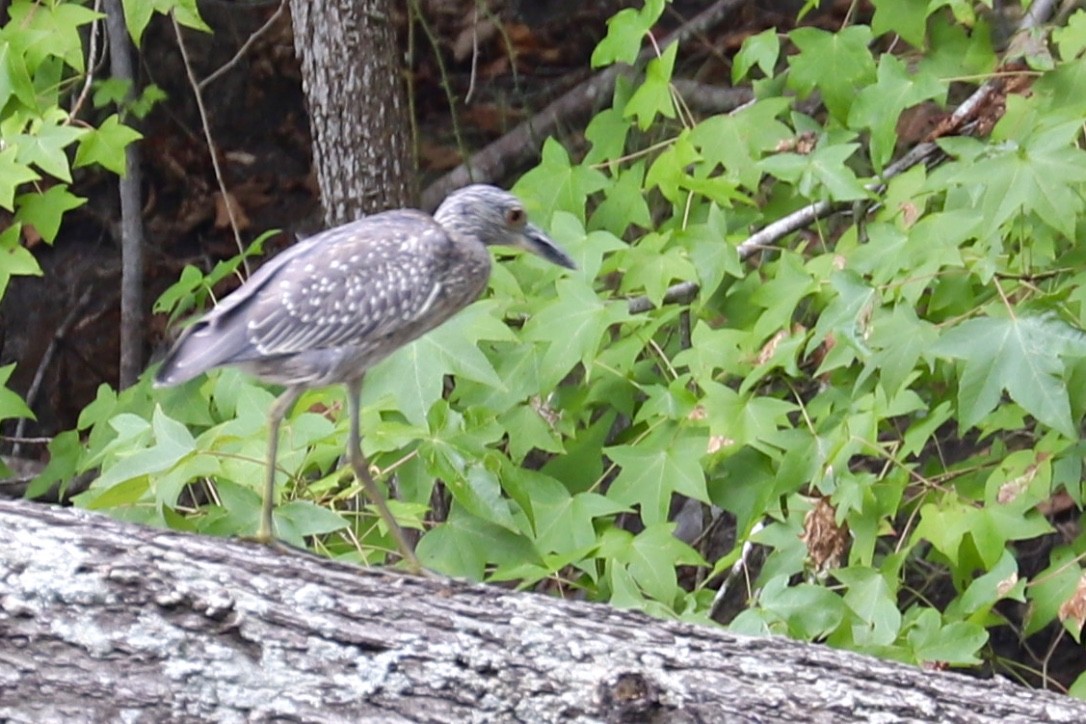 Yellow-crowned Night Heron - ML486775991