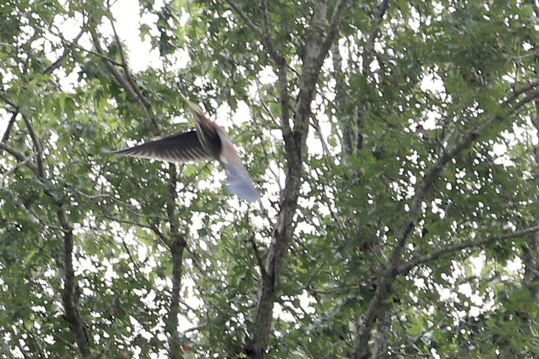 Green Heron - ML486776381