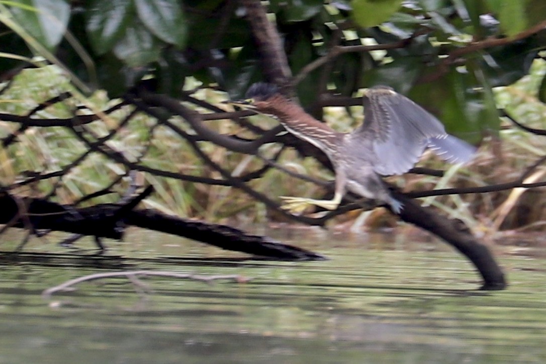 Green Heron - JoAnn Dalley