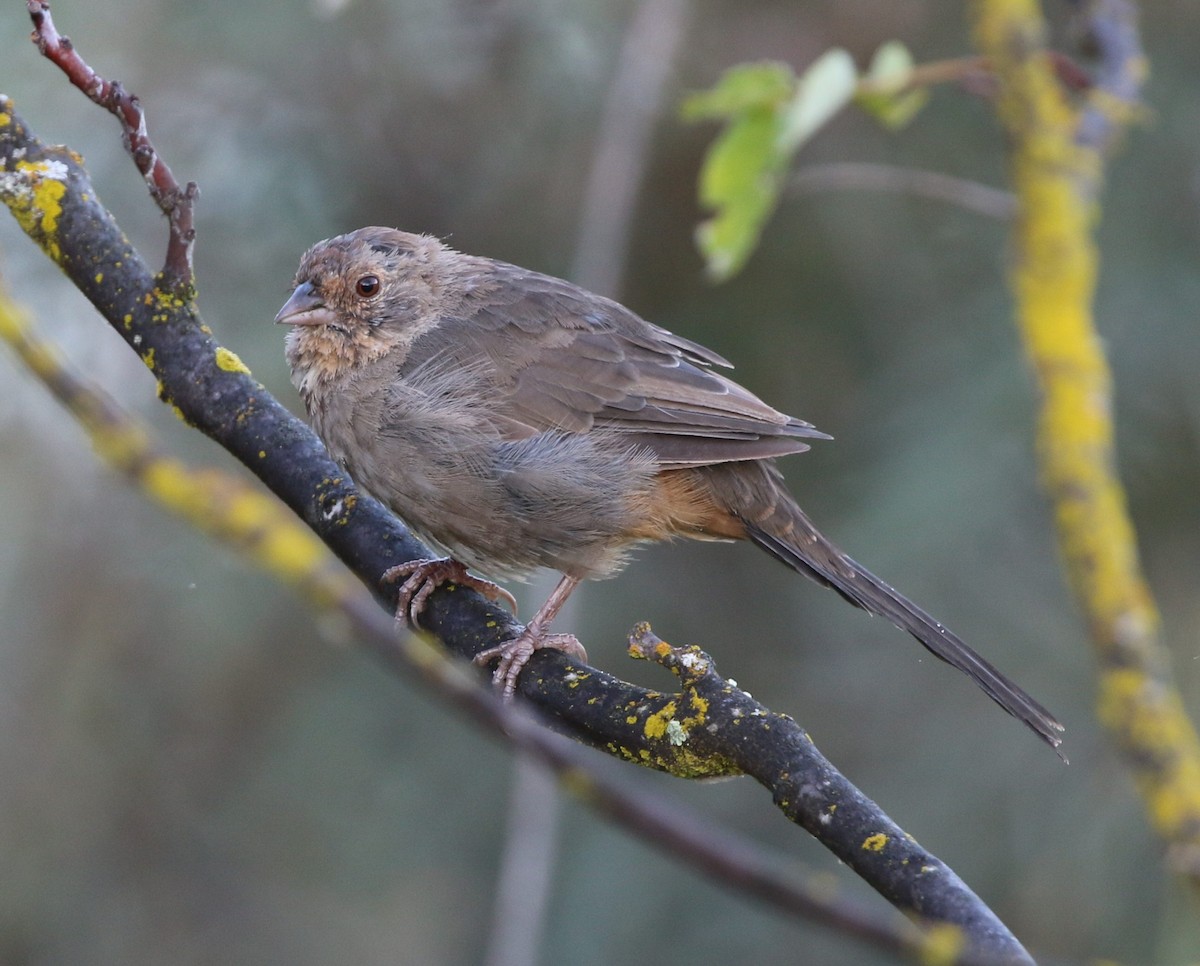 California Towhee - ML486776721