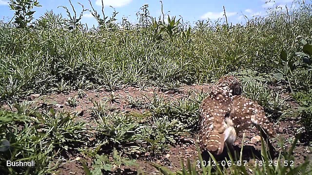 Burrowing Owl (Western) - ML486778