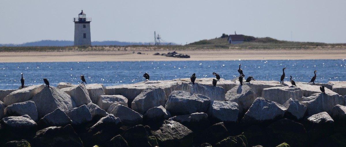 Double-crested Cormorant - ML486778251