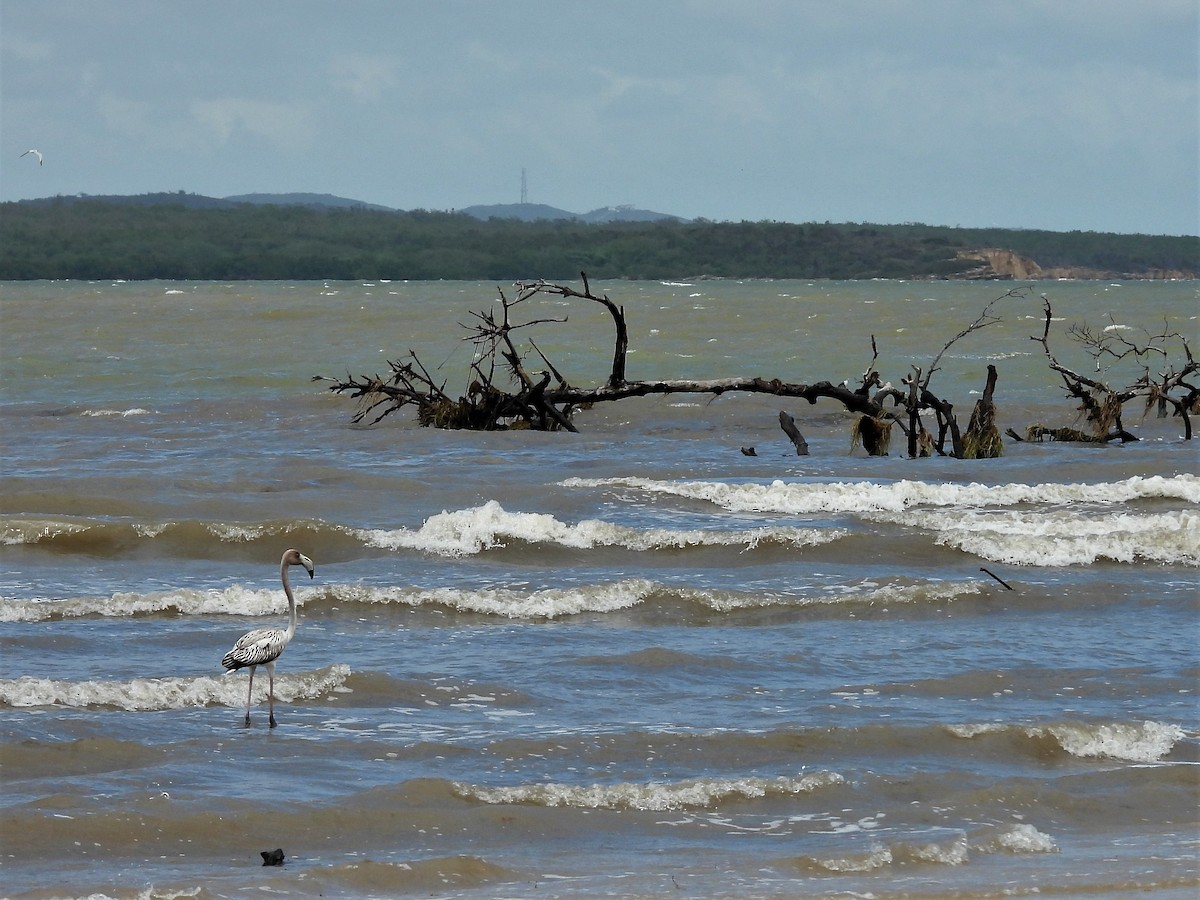 American Flamingo - ML486778311