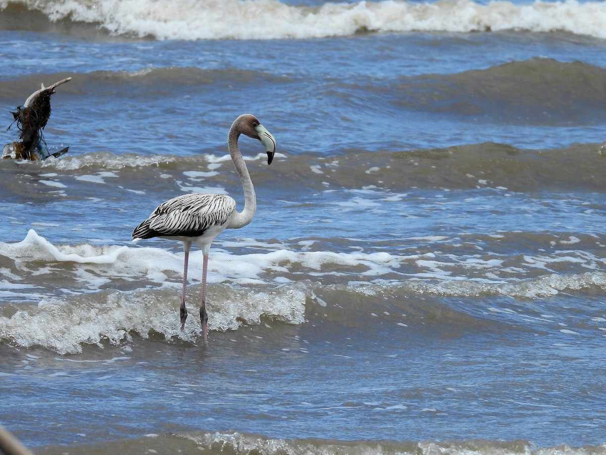 American Flamingo - ML486778321