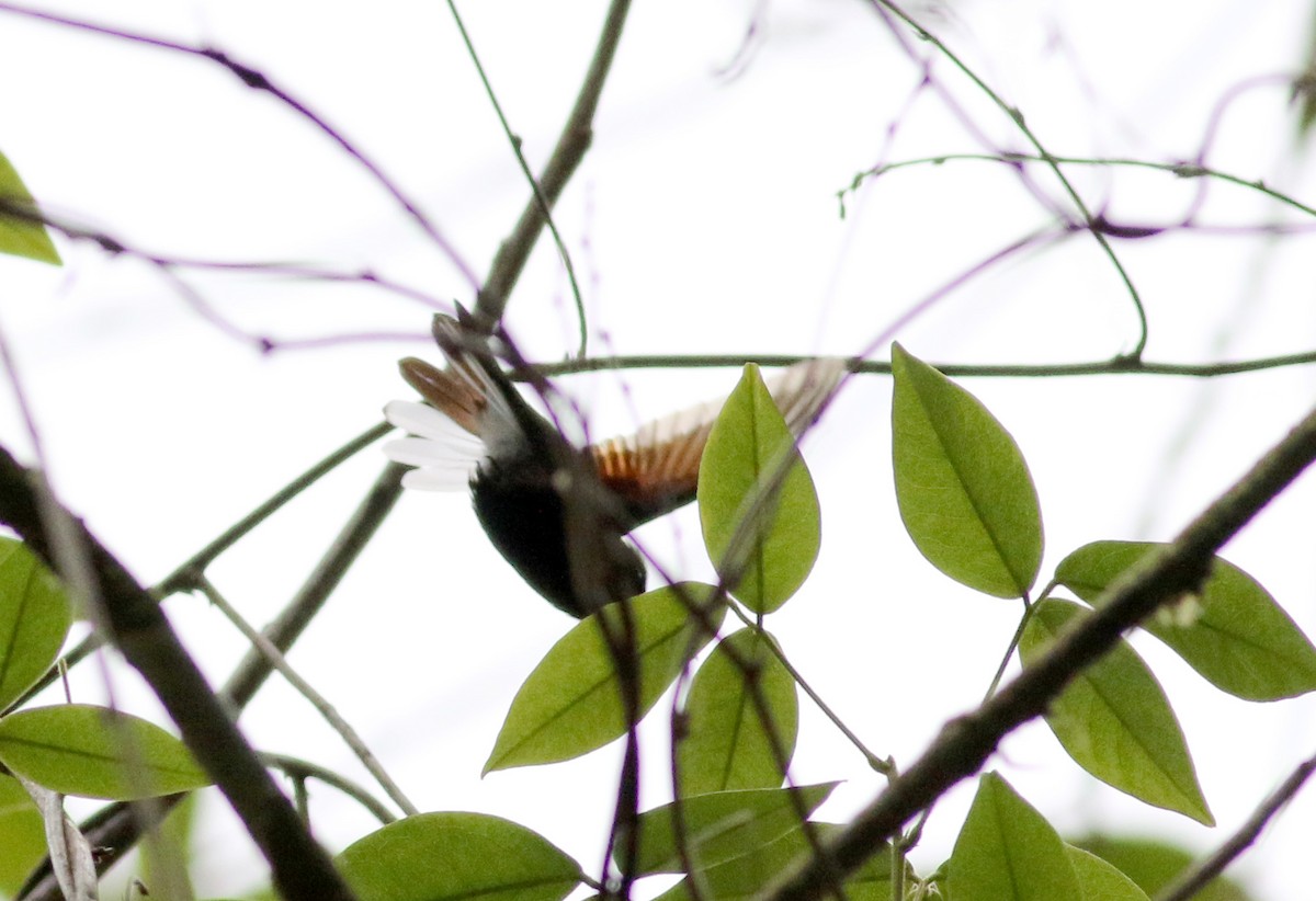 kolibřík kostarický - ML48678061