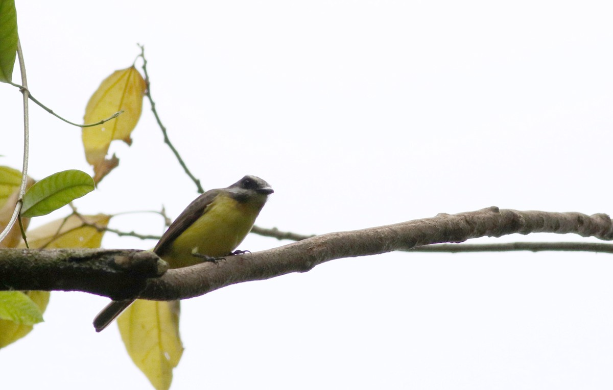 Golden-bellied Flycatcher - ML48678121