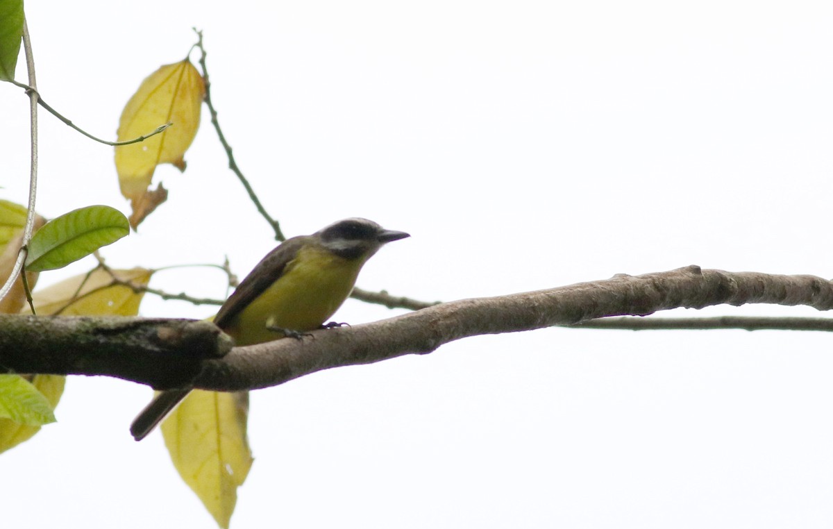 Golden-bellied Flycatcher - ML48678131