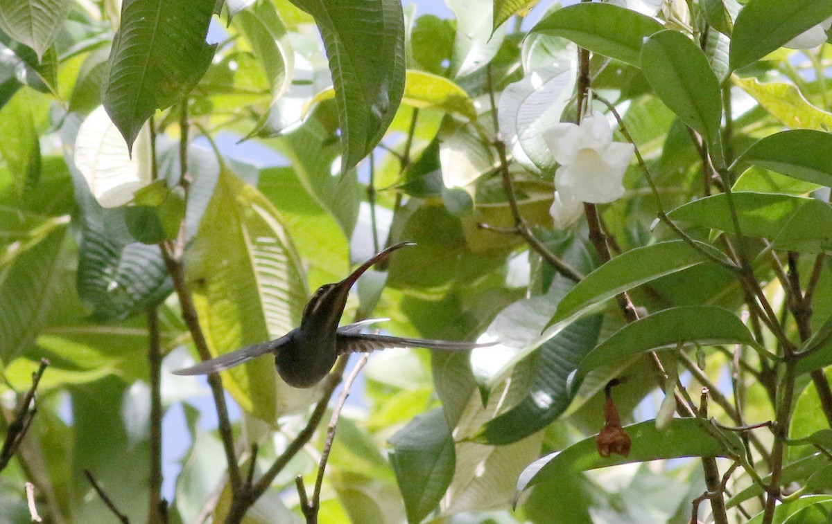 Grünschattenkolibri - ML48678231