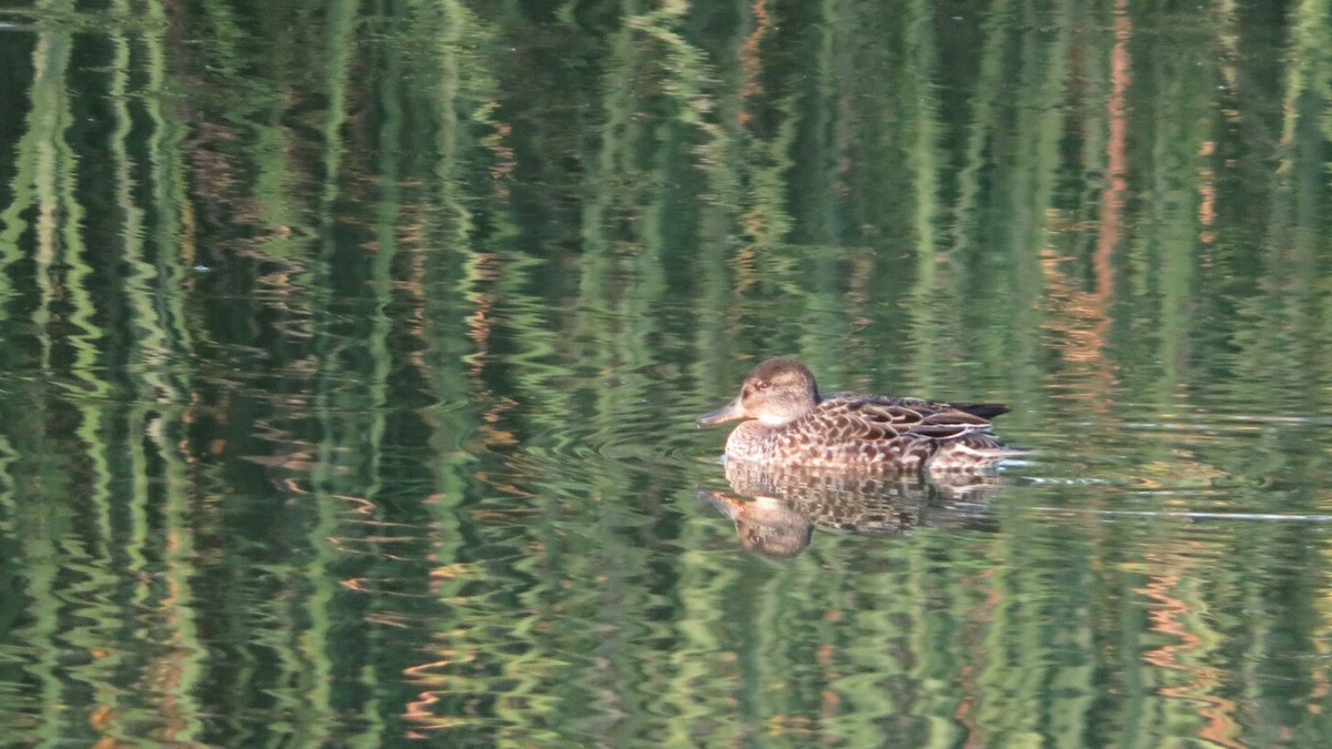 Green-winged Teal - ML486783001