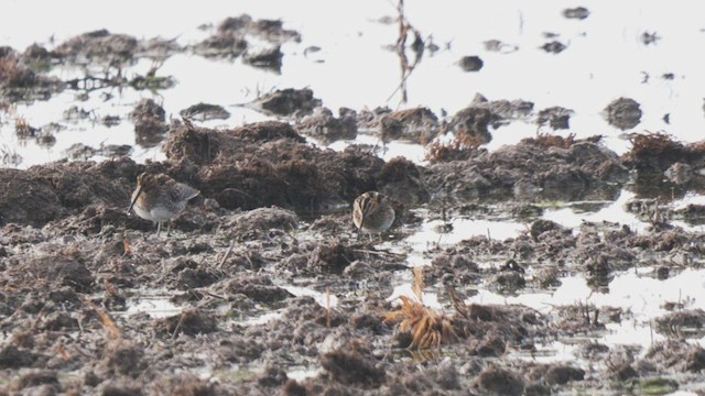 Wilson's Snipe - ML486783851