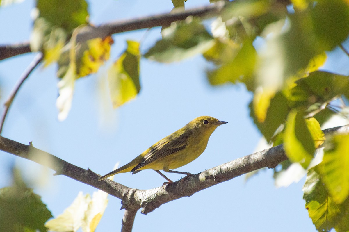 Yellow Warbler - ML486783941