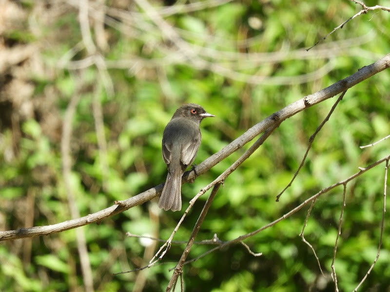 Cinereous Tyrant - Laura Nin