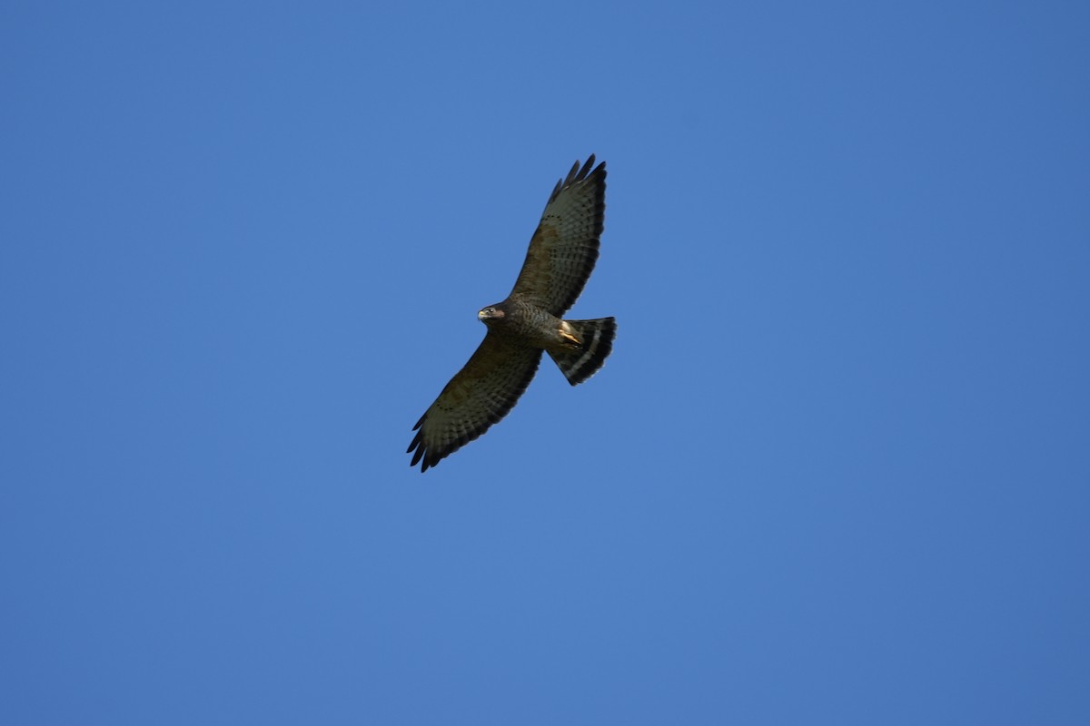 Broad-winged Hawk - AJT BIRD