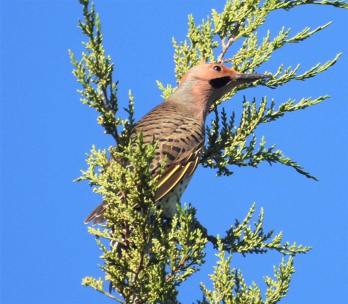 Northern Flicker - ML486784431