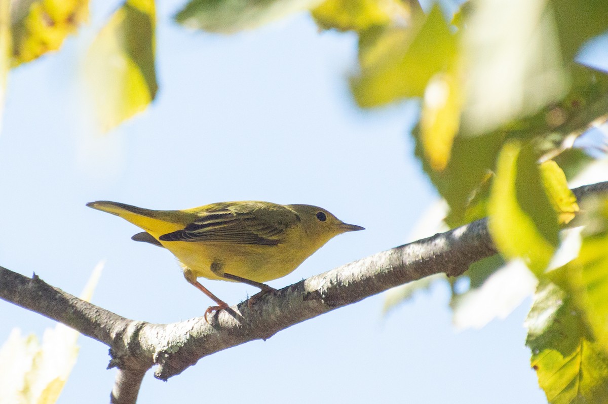 Yellow Warbler - ML486786271