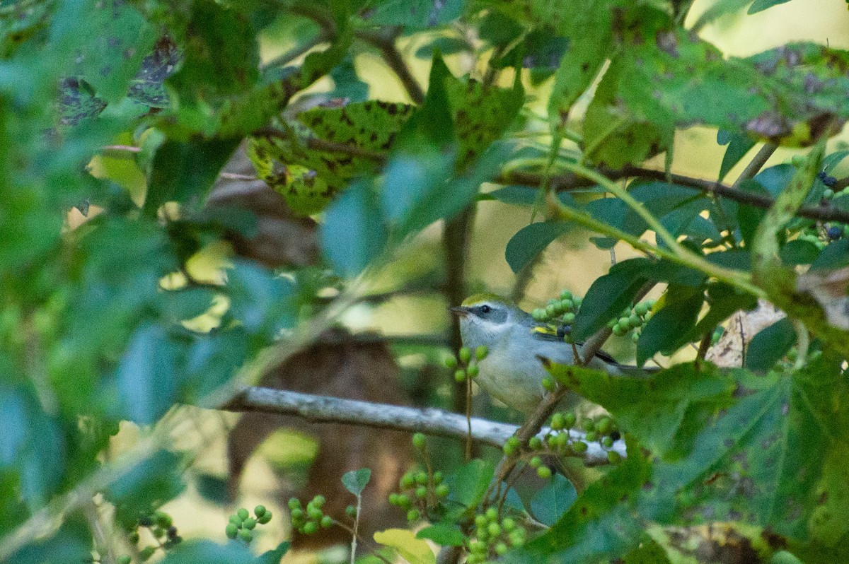 Golden-winged Warbler - ML486787341