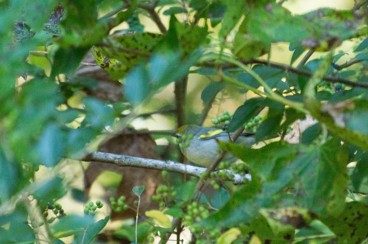 Golden-winged Warbler - ML486787921