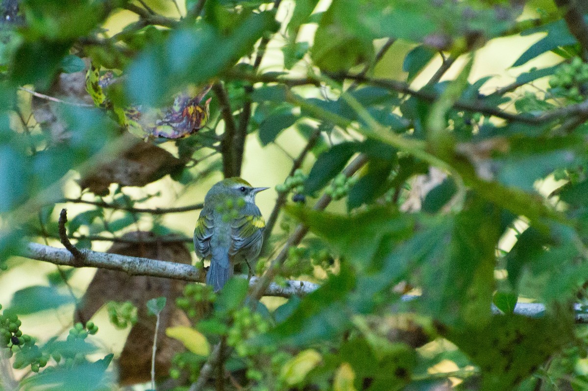 Golden-winged Warbler - ML486788441