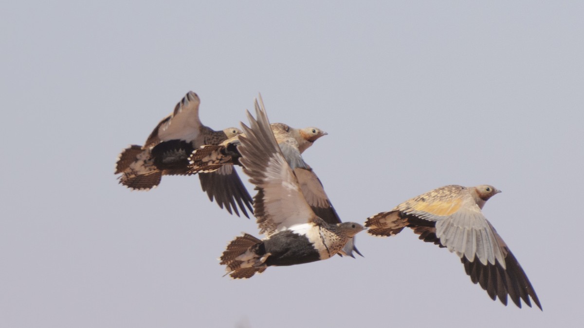 Black-bellied Sandgrouse - Zongzhuang Liu