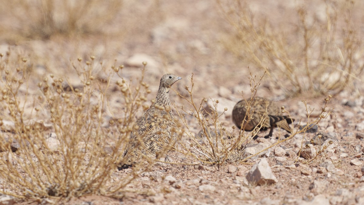 Black-bellied Sandgrouse - Zongzhuang Liu