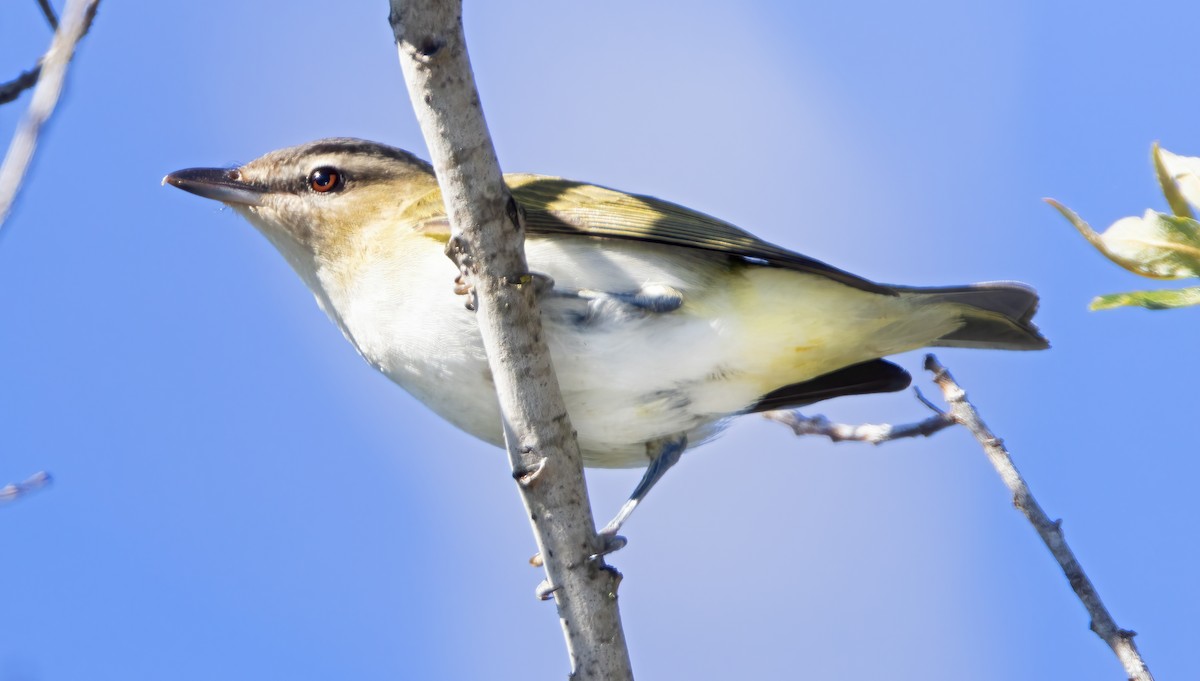 Red-eyed Vireo - Mark Chappell