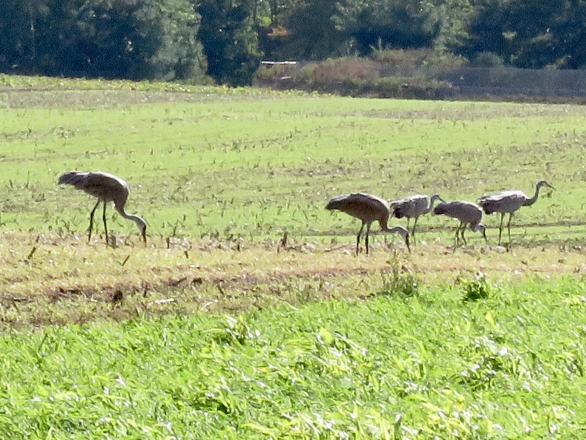 Sandhill Crane - Michelle Wainer