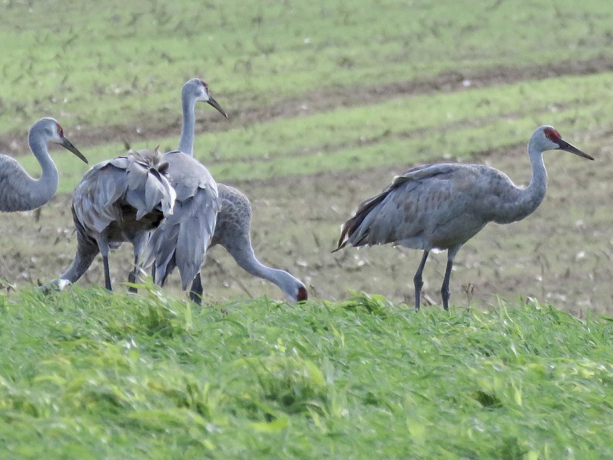 Sandhill Crane - Michelle Wainer