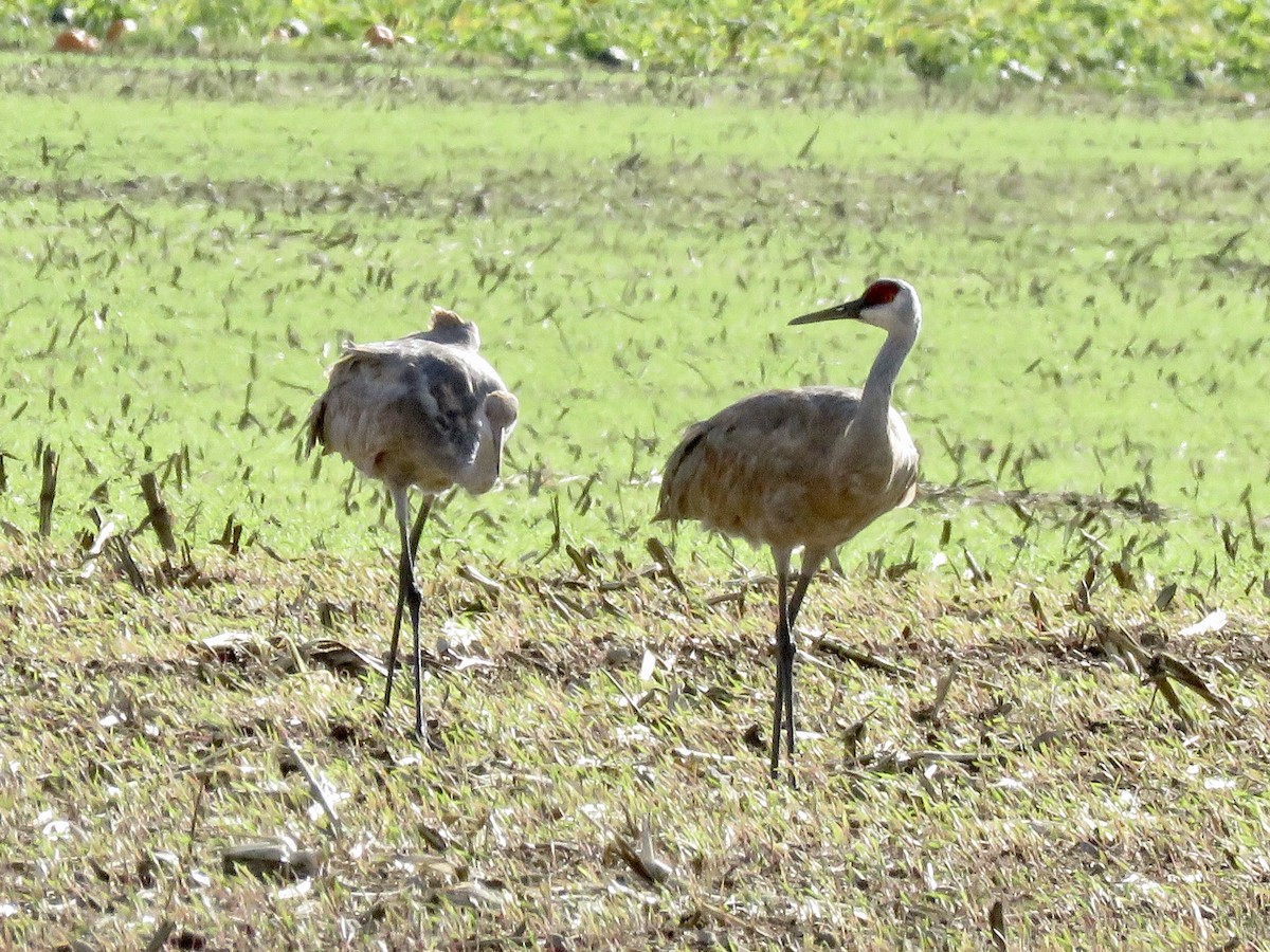 Sandhill Crane - Michelle Wainer