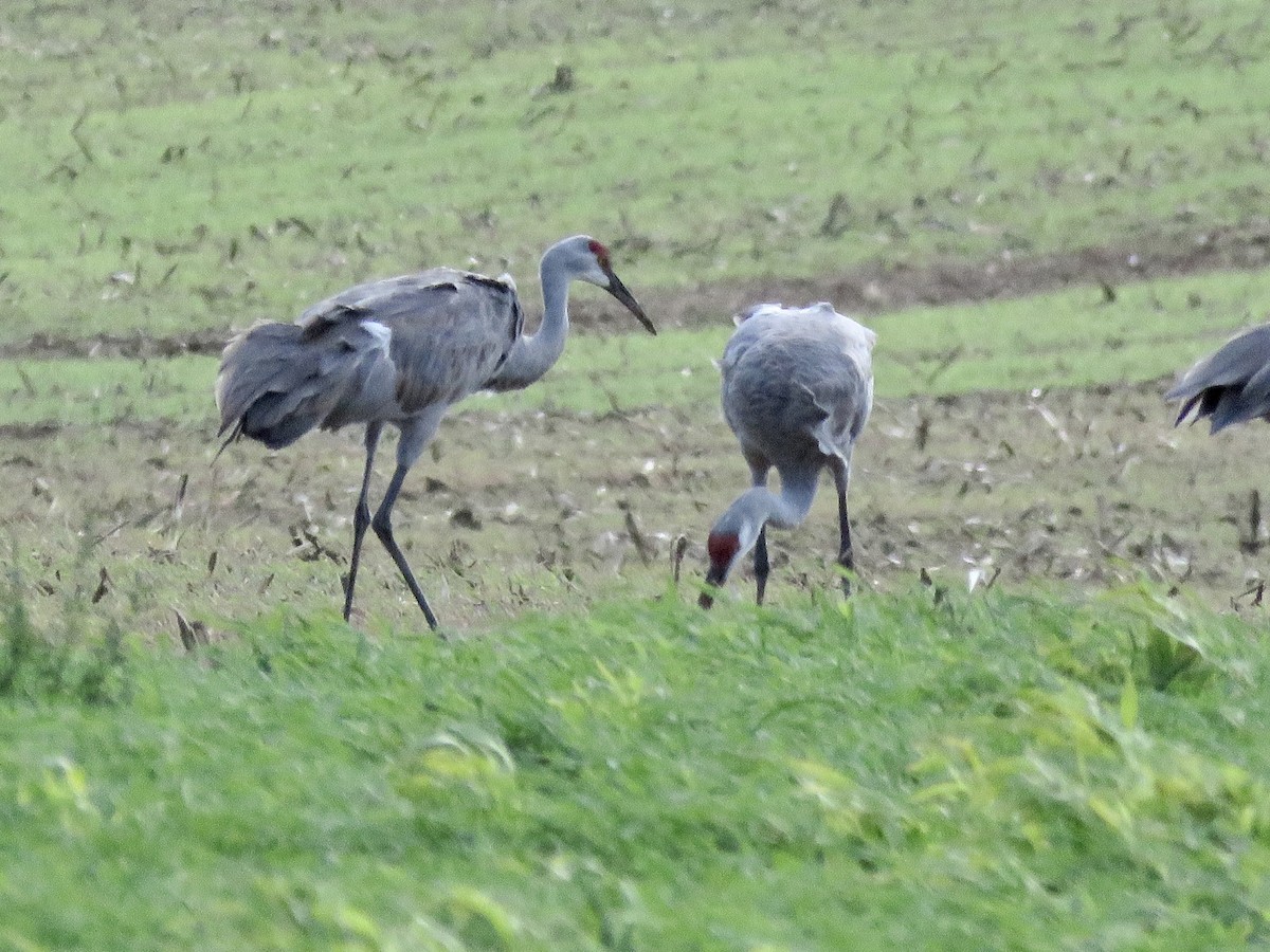 Sandhill Crane - Michelle Wainer