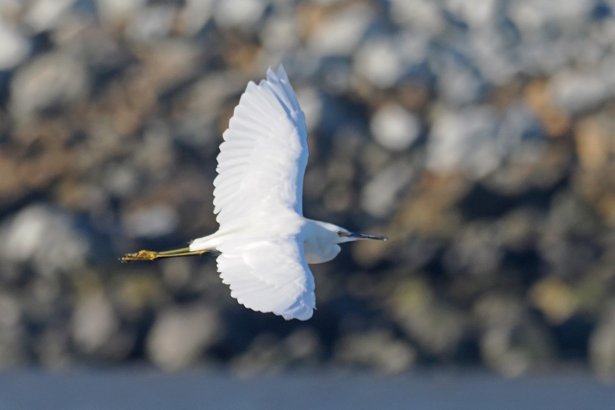 Snowy Egret - ML486794251