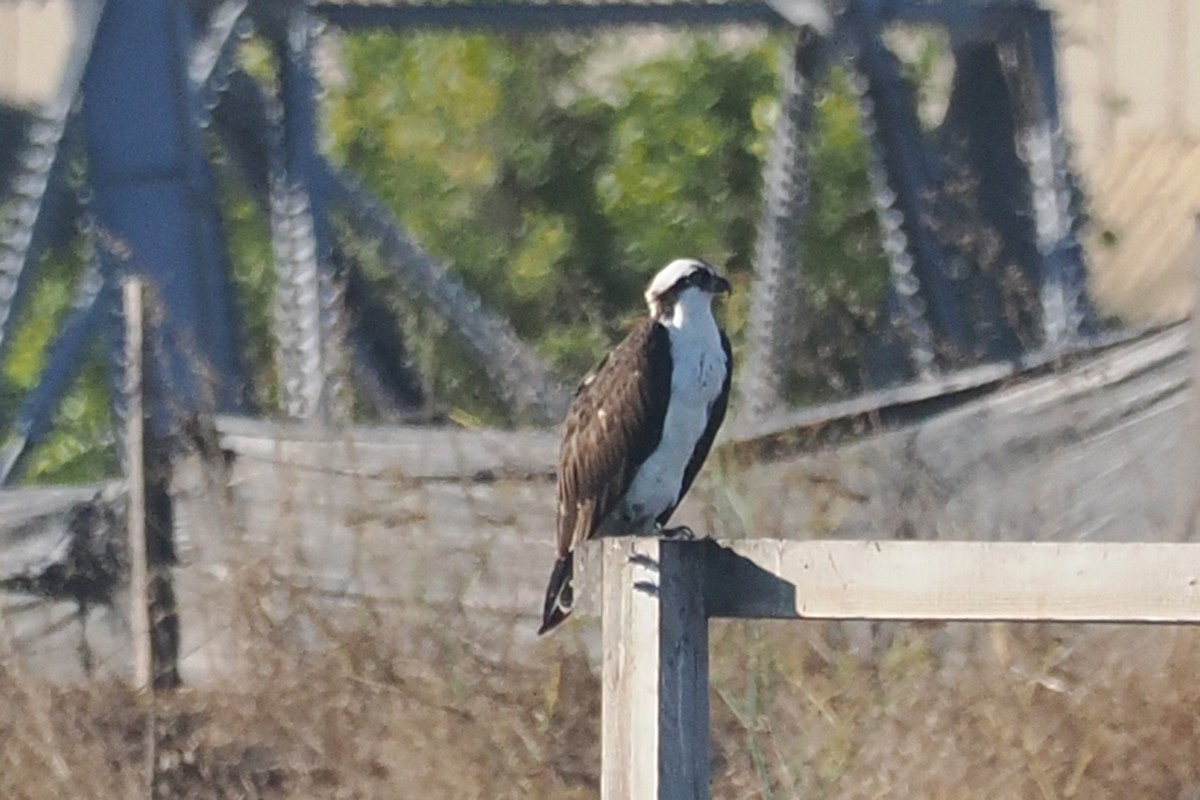 Osprey - ML486794271