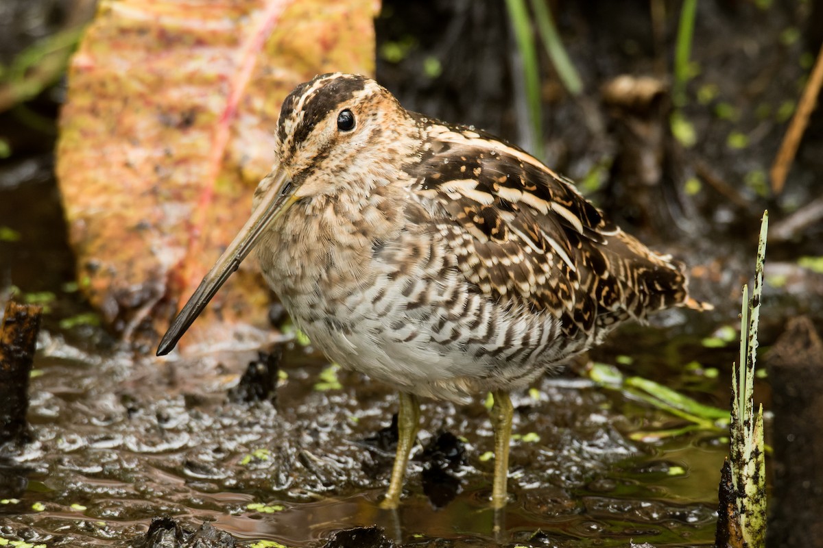 Wilson's Snipe - Lori Buhlman