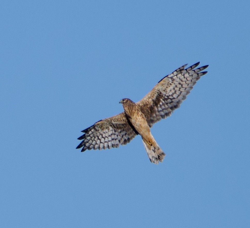 Northern Harrier - ML486797261