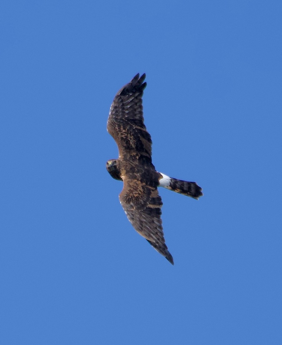 Northern Harrier - ML486797271