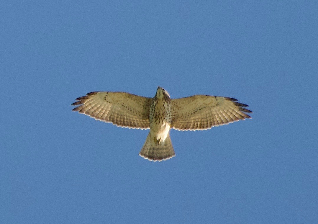 Broad-winged Hawk - ML486797431