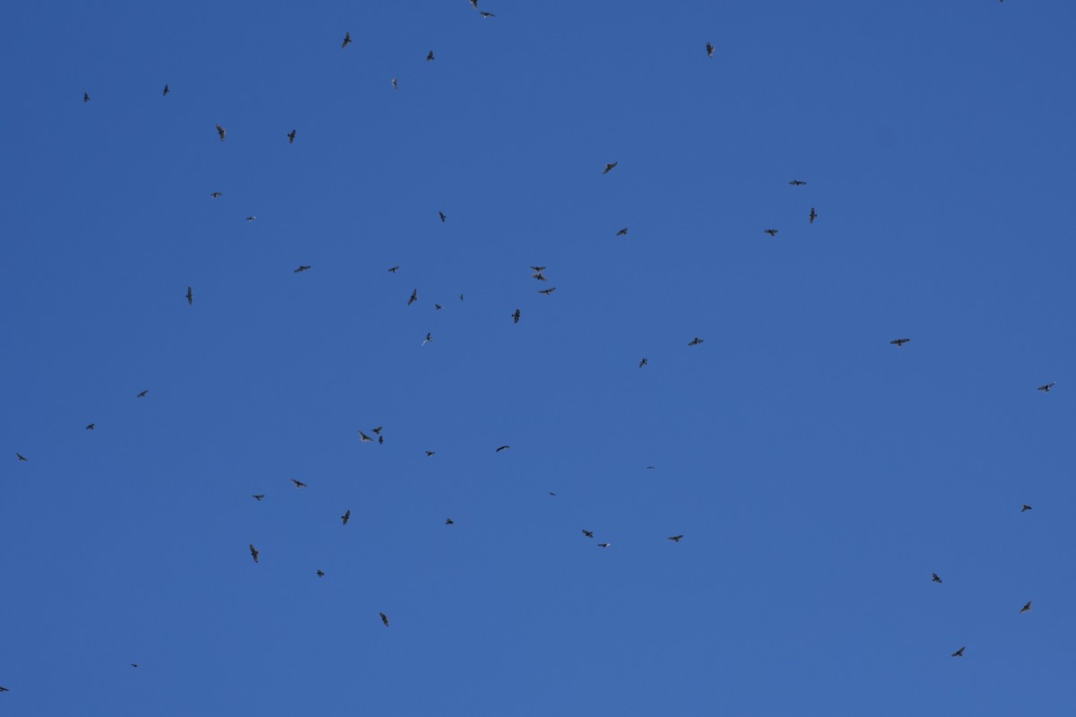 Broad-winged Hawk - ML486797511