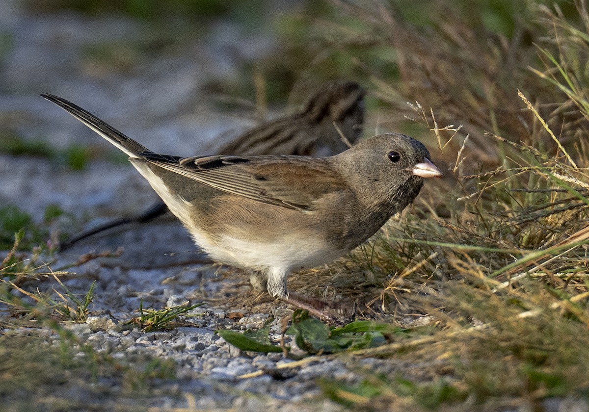 Dark-eyed Junco - ML486797891