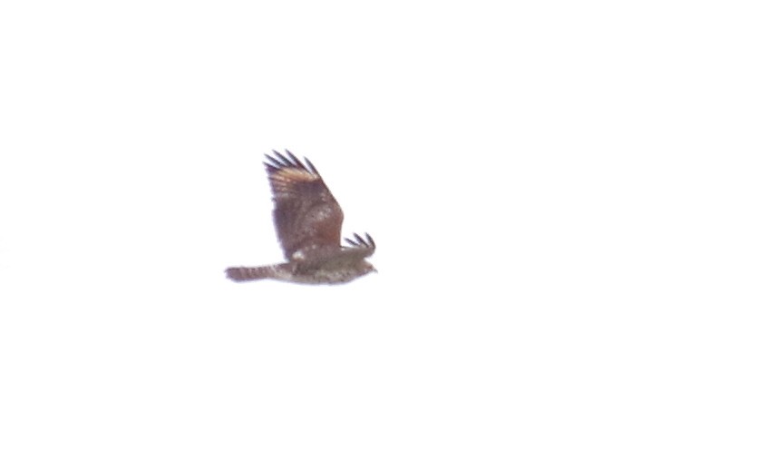 Red-shouldered Hawk - ML486798041