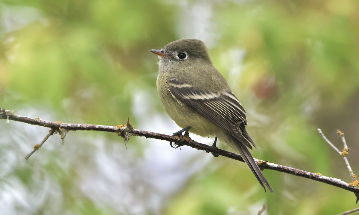 Hammond's Flycatcher - ML486798491