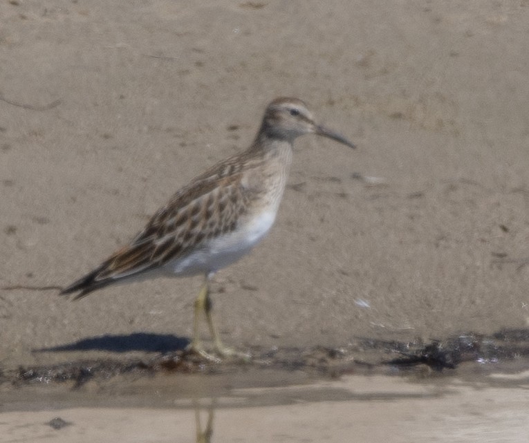 Pectoral Sandpiper - ML486798711